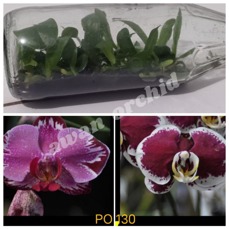 bibit anggrek botol silangan terbaru