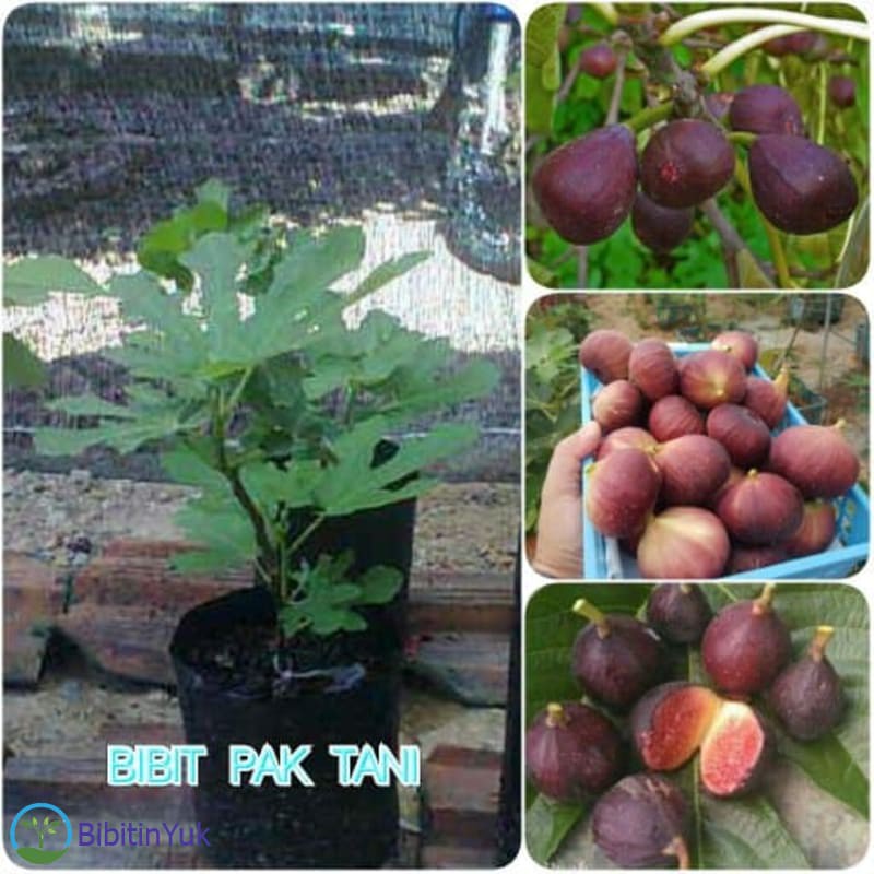 Bibit Buah Tin / Buah Ara