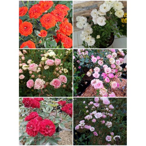 Mawar Baby Rose Tanaman Hias Baby Rose Mungil Tanaman Rimbun Bunga Mawar Baby Rose