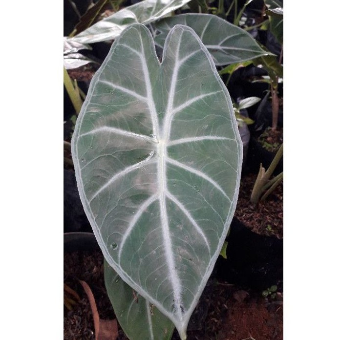 KELADI KUPING JERAPAH / TANAMAN KELADI KUPING JERAPAH / ALOCASIA LOWII / BUNGA KELADI KUPING JERAPAH