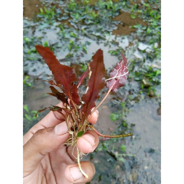 cryptocorin plorida sunset tanaman aquascape