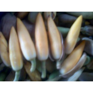 BUNGA KEMBANG KANTIL  TANAMAN~BIBIT KEMBANG KANTIL KUNING minim order 4 pohon