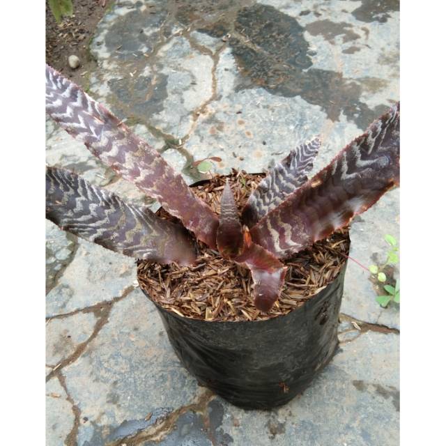 Tanaman hias Cryptanthus zonatus