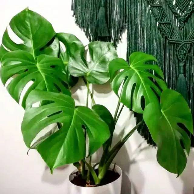 Tanaman Hias Monstera Deliciosa Tanaman Monstera Monstera Deliciosa Shopee Indonesia