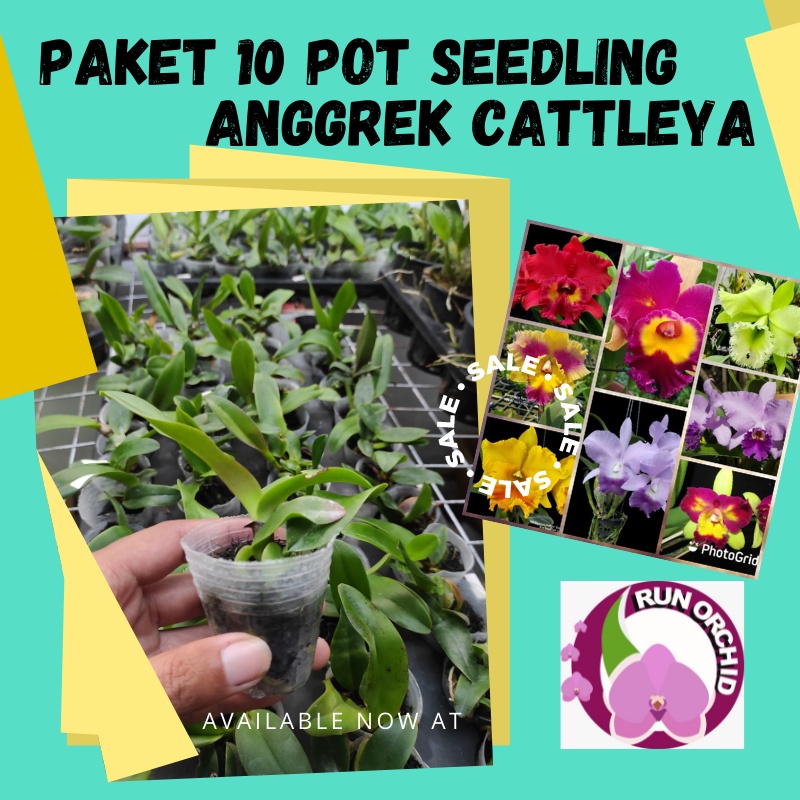 PAKET MURAH 10 POT SEEDLING ANGGREK CATTLEYA