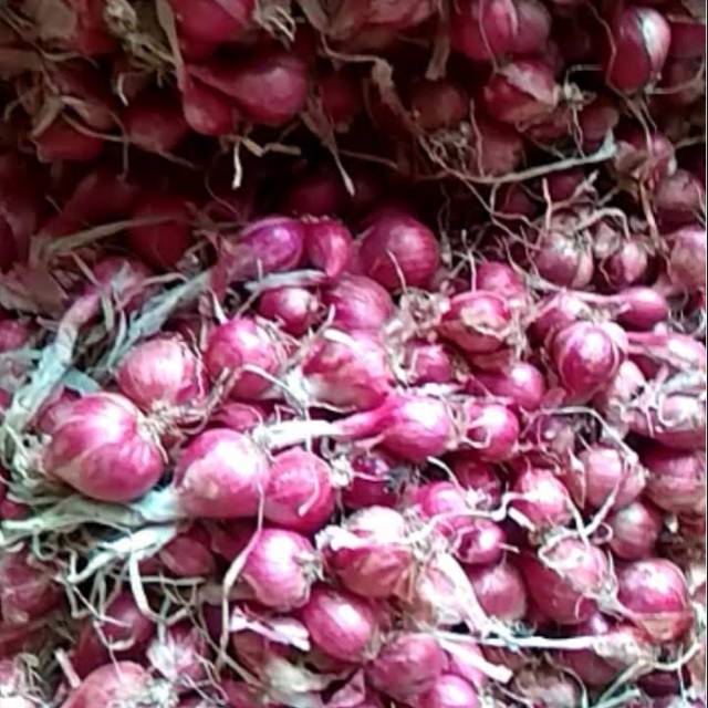 

Bawang merah