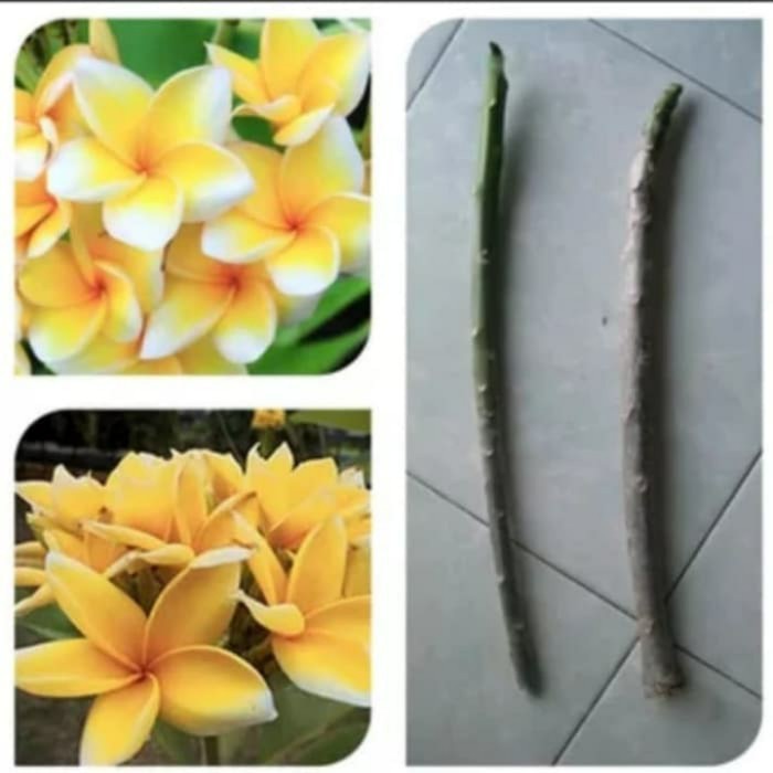 Bibit Cutting Kamboja Bunga Kuning Bibit Kamboja