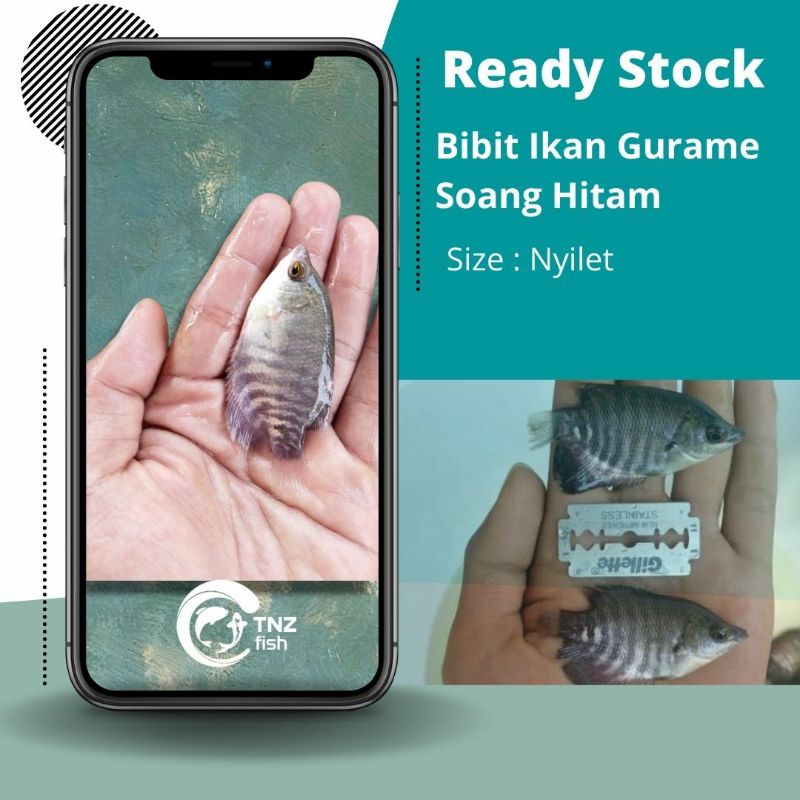 Bibit Gurame Saoang - Gurame Soang Hitam - Bibit Ikan Gurame