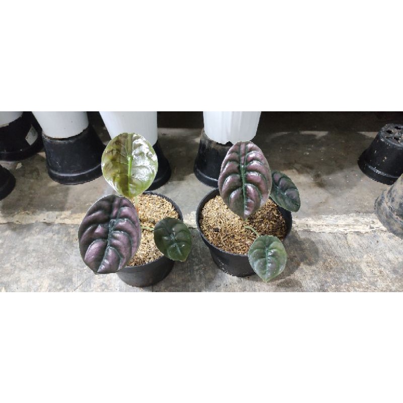 alocasia cuprea red secret