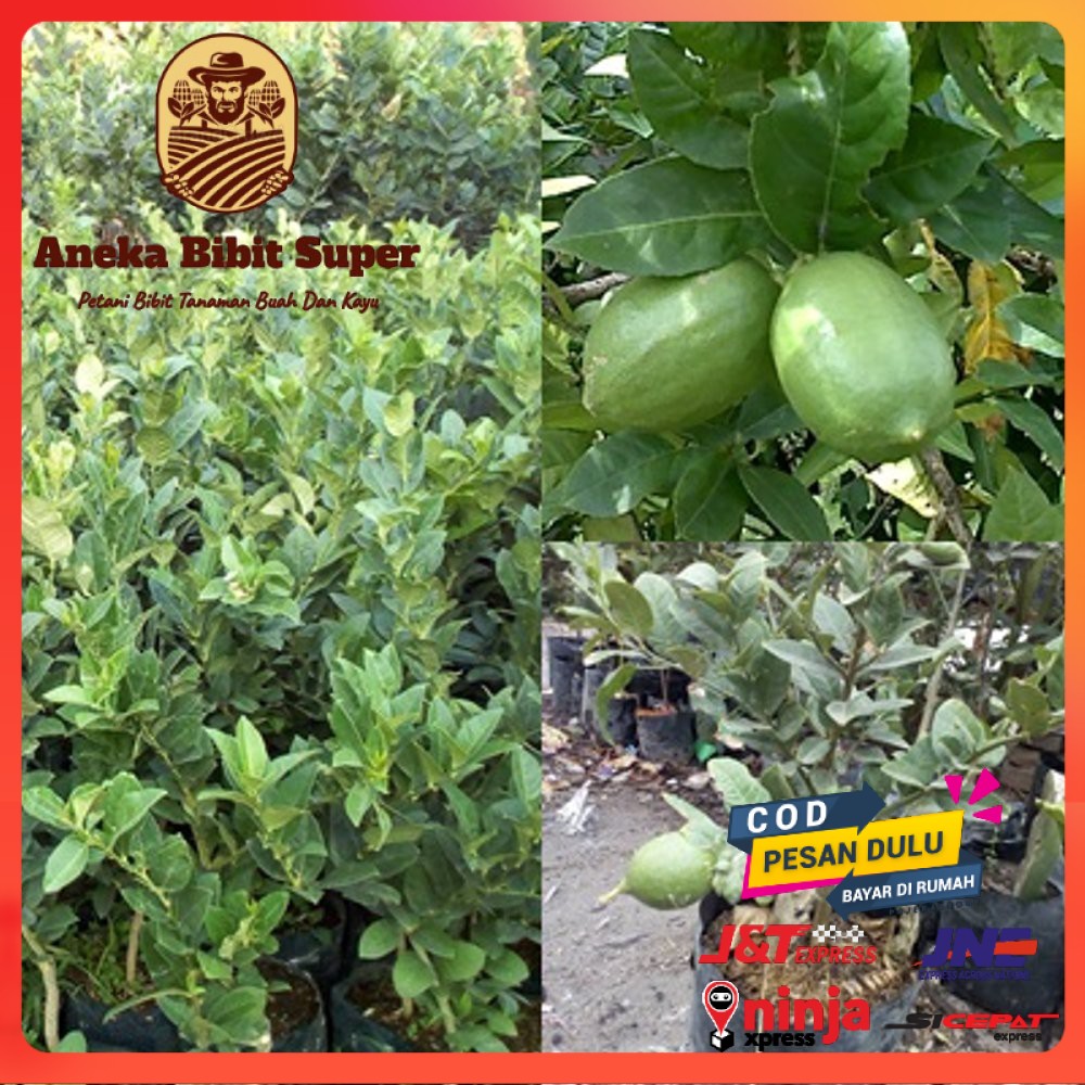 Bibit Jeruk Lemon Jumbo