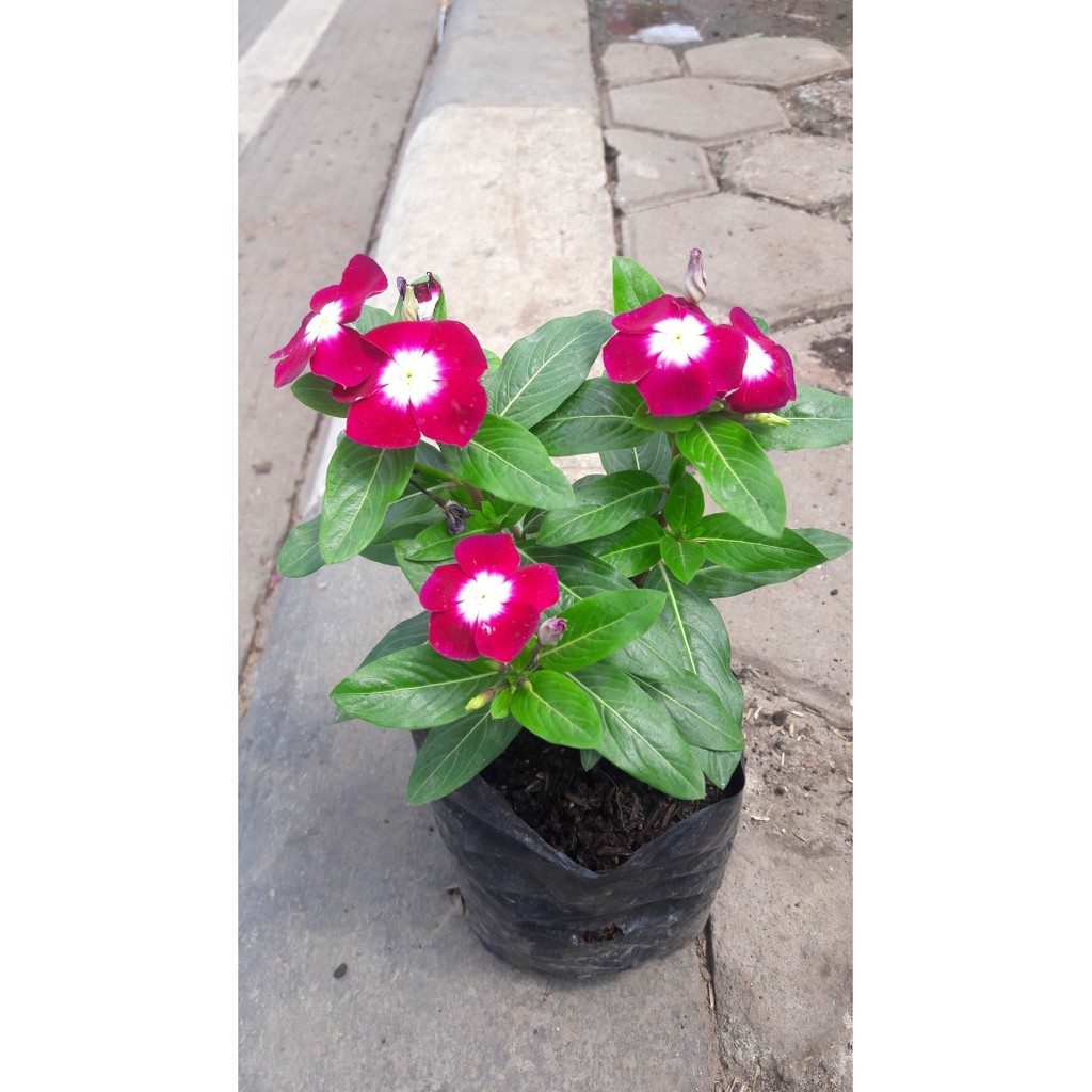 Tanaman Bunga Vinca Pot