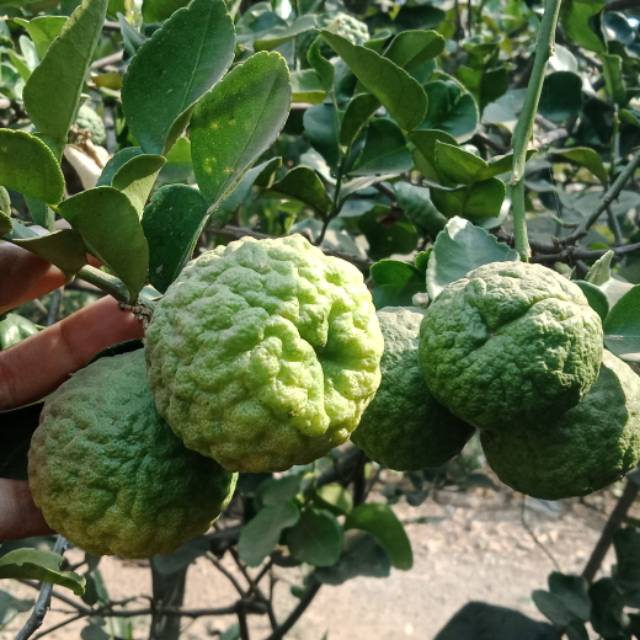 

Termurahh.. Buah dan daun Jeruk purut 300gr isi 7-9 buah