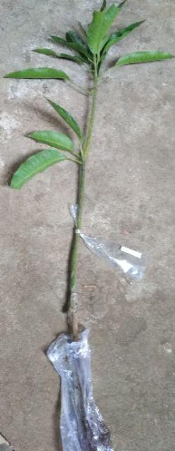 Bibit Buah Mangga Chokanan Supermurah