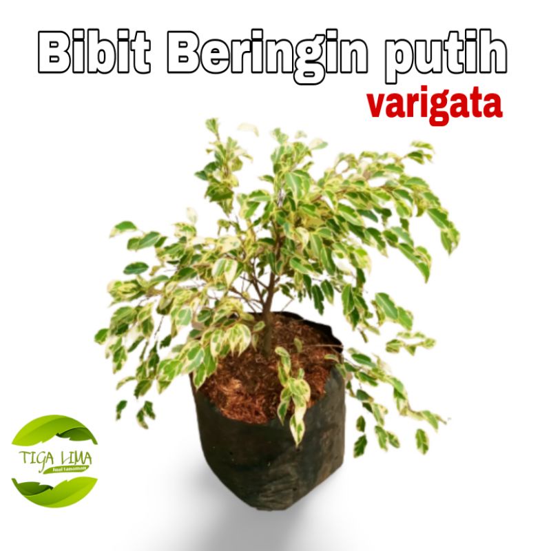 Bibit pohon beringin putih pohon hias beringin varigata