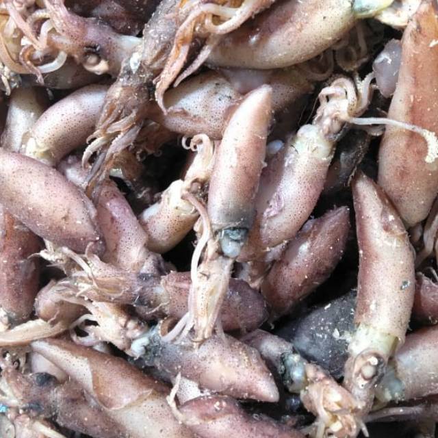 

Cumi besar
