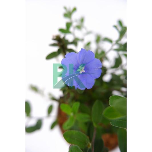 Tanaman hias blue eyes (Nemophila menziesii) baby blue eyes - BAKUL KEMBANG