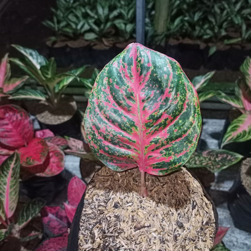 aglonema anakan wulandari