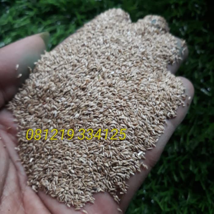 Benih bibit rumput jepang-benih rumput taman