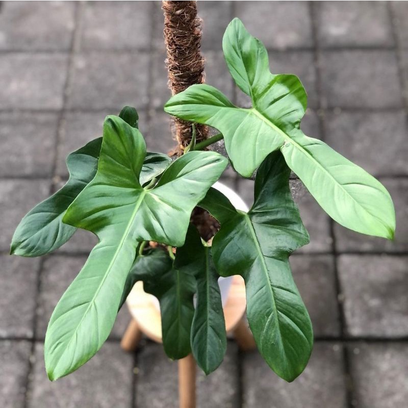 tanaman hias philodendron violin - bibit philodendron violin