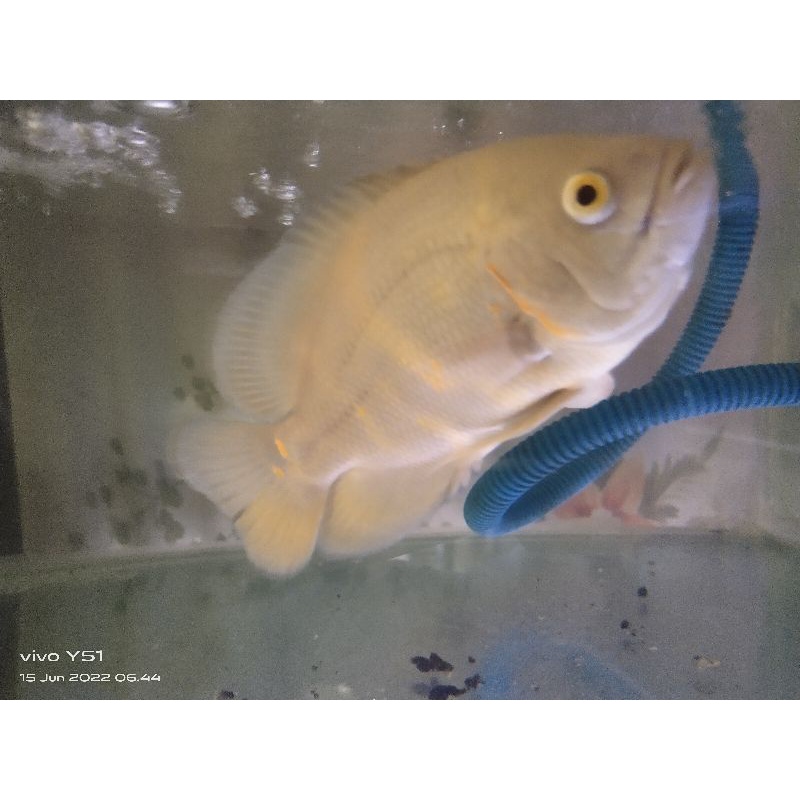 Oscar Tiger Albino ukuran 5jari