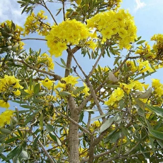 Pohon Tabebuya Warna Kuning ungu dan pink 1meter
