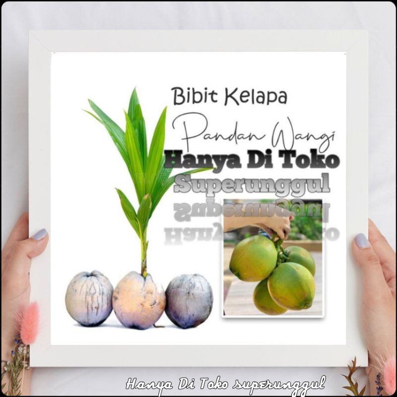 Bibit Kelapa Pandan Wangi Asli Bisa Cod