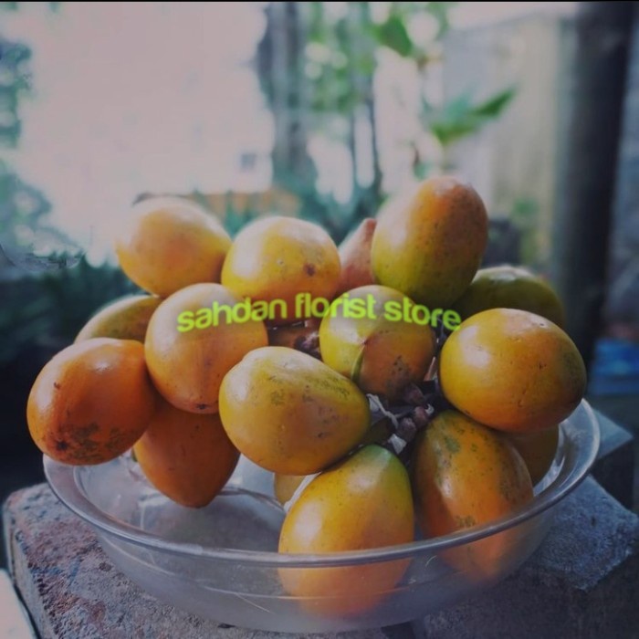 

PROMO buah sawo mentega/ alkesa / buah alkesa 500gram / buah sawo enak