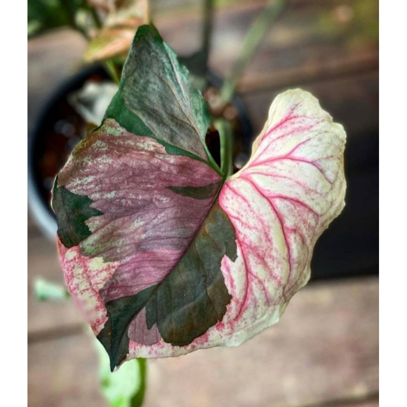 Tanaman syngonium strawberry ice ORIGINAL varigata