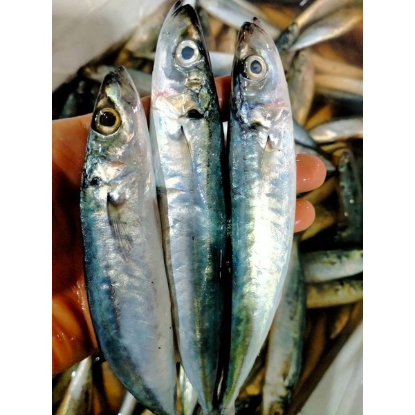 

Ikan Layang Segar 1Kg Hasil Laut Segar Ikan Harian SEGAR Dan BERGARANSI