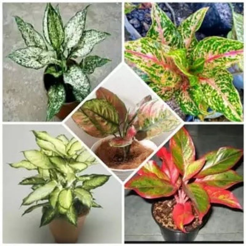promo ideal paket 5 jenis anakan aglonema murah
