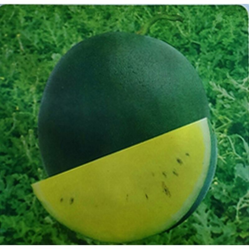 50 Benih semangka Kuning bibit unggul tanaman buah