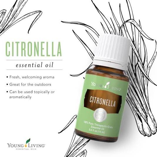 Citronella Young Living Essential Oil Nandaputriah