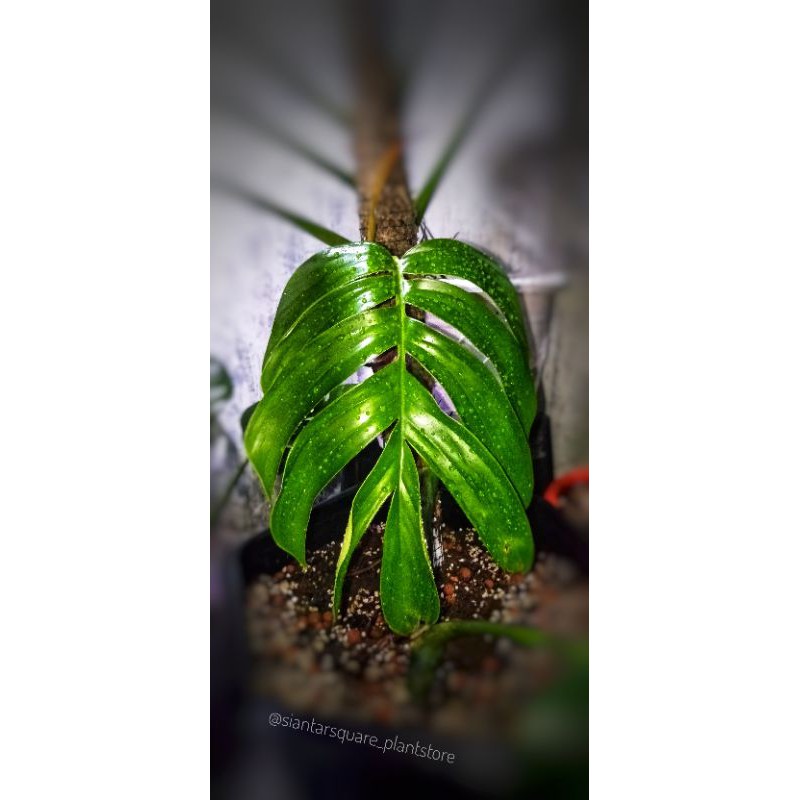 Rhaphidophora Decursiva (real picture)