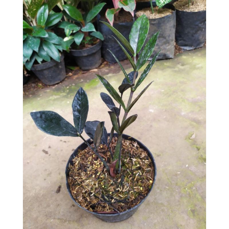 zamia black hitam