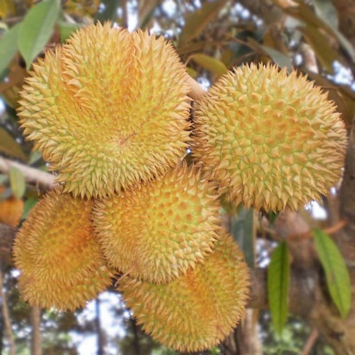 Bibit Buah Durian Matahari