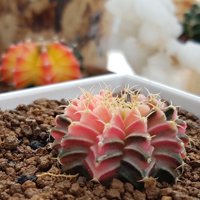 Gymnocalycium mihanovichii variegata