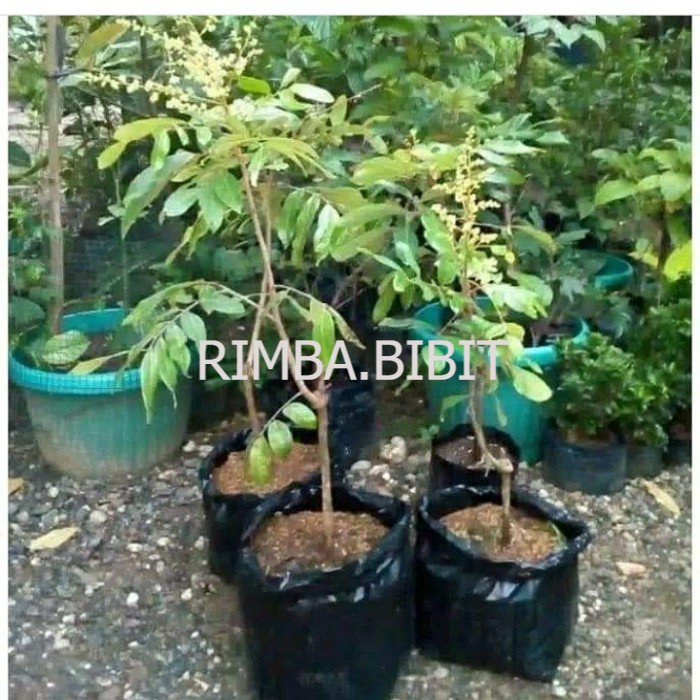 bibit kelengkeng aroma durian berbunga