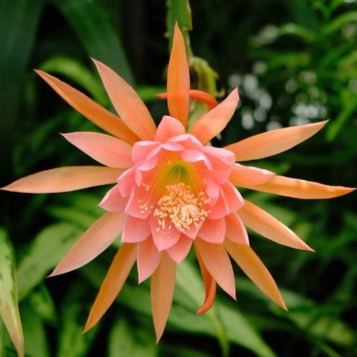 promo Wijaya Kusuma Orange Giant/Tanaman Hias Wijaya Kusuma Bunga Besar