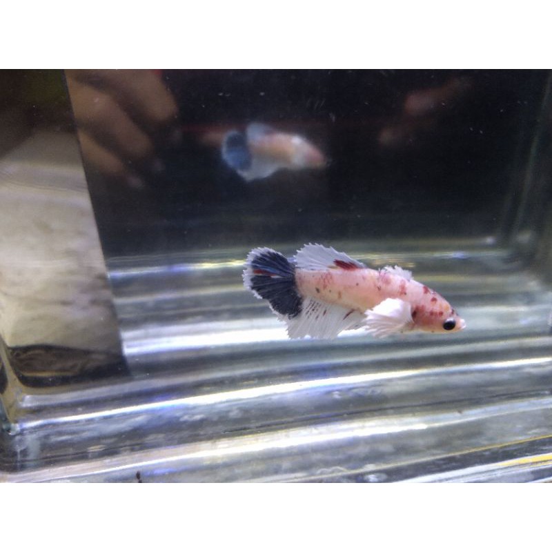 big ear multicolor/line dumbo ear/plakat big ear multicolor/cupang hias.