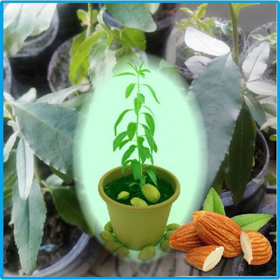 bibit tanaman pohon kacang almond murah bukan benih biji