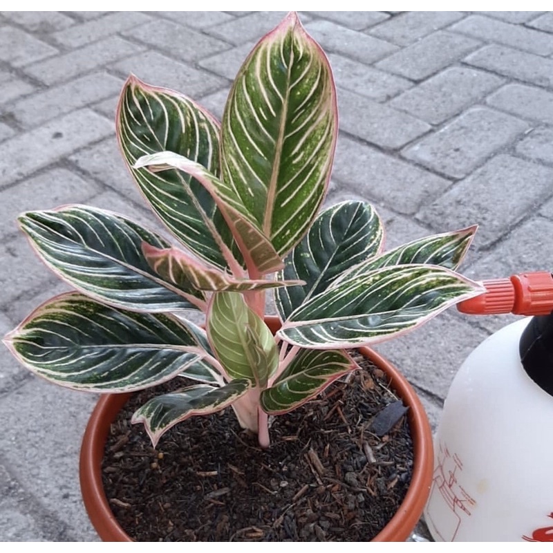 Aglonema Minion / anakan