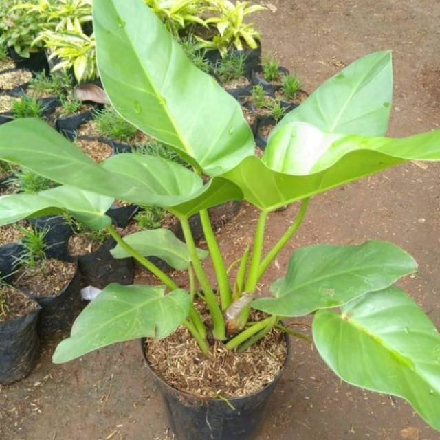 tanaman hias pilo marbel