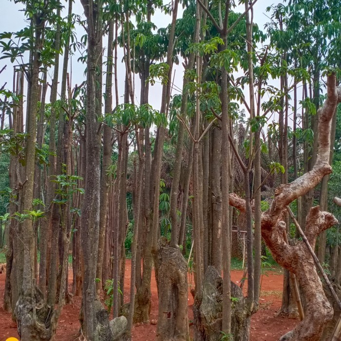 pohon pule lapak pohon besar