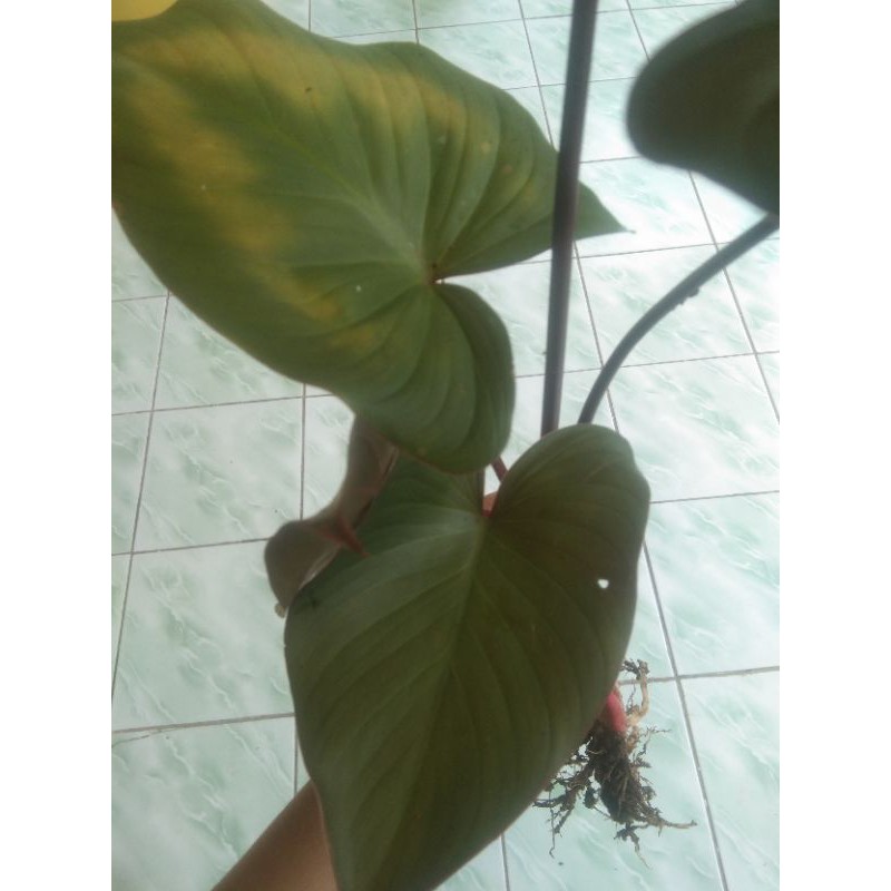 

pohon cariang merah coklat