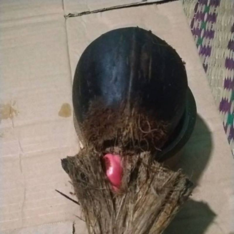 Bahan bonsai kelapa wulung