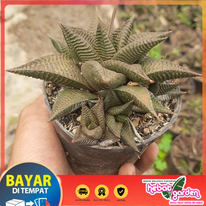BELI DI SINI sukulen haworthia limifolia coklat indukan - Hebat Store