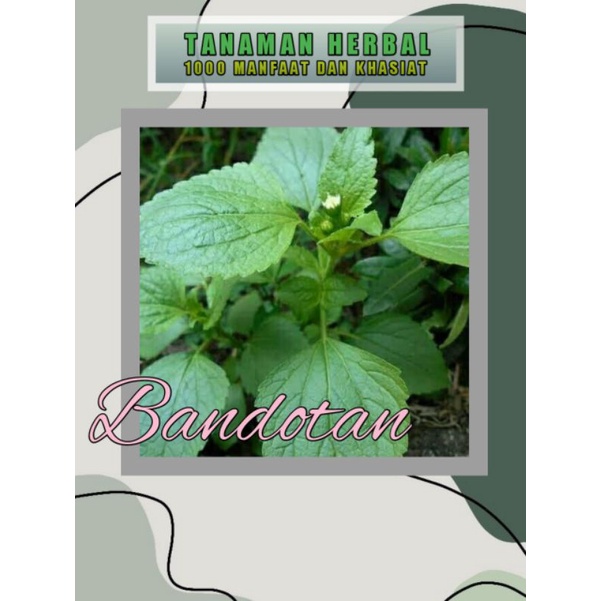 

BANDOTAN 250gram