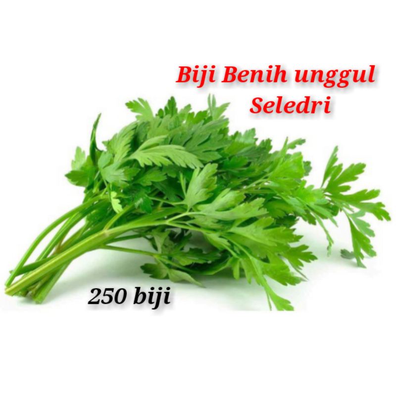 Biji seledri benih seledri