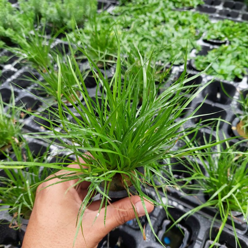 Juncus repens ( Tanaman Aquascape Tumbuhan Air Hiasan Aquarium Hidup )