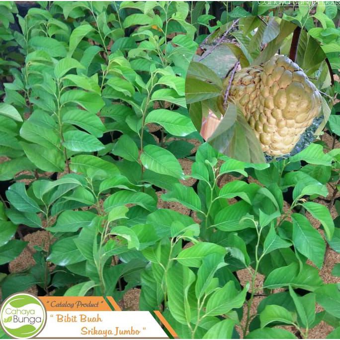 F0R Bibit Tanaman Buah Srikaya Jumbo